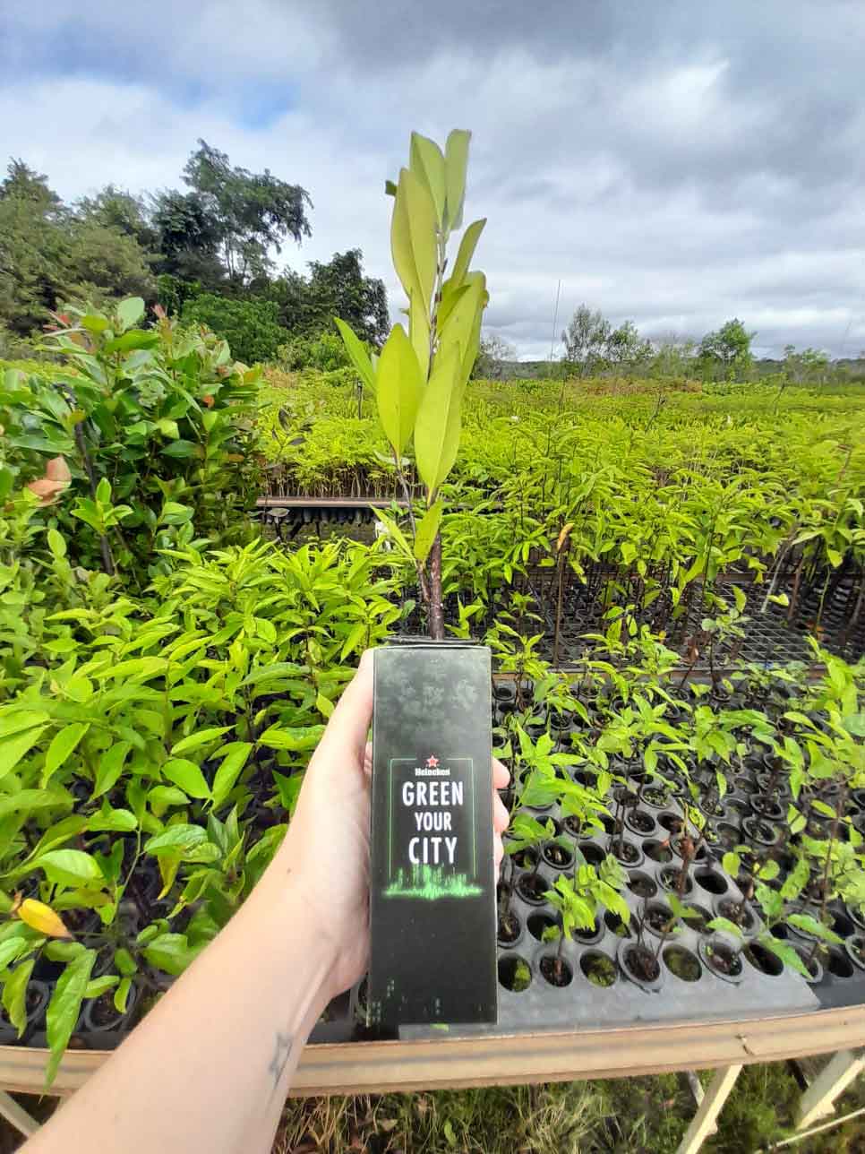 Muda de planta Heineken